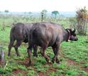 Two buffalos, one with a radio-collar