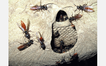 Close-up of nest of wasp species <em>Polybia dimidiate</em>