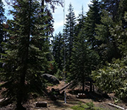 A tower in a forest measures the exchange of water and carbon between forest and atmosphere.