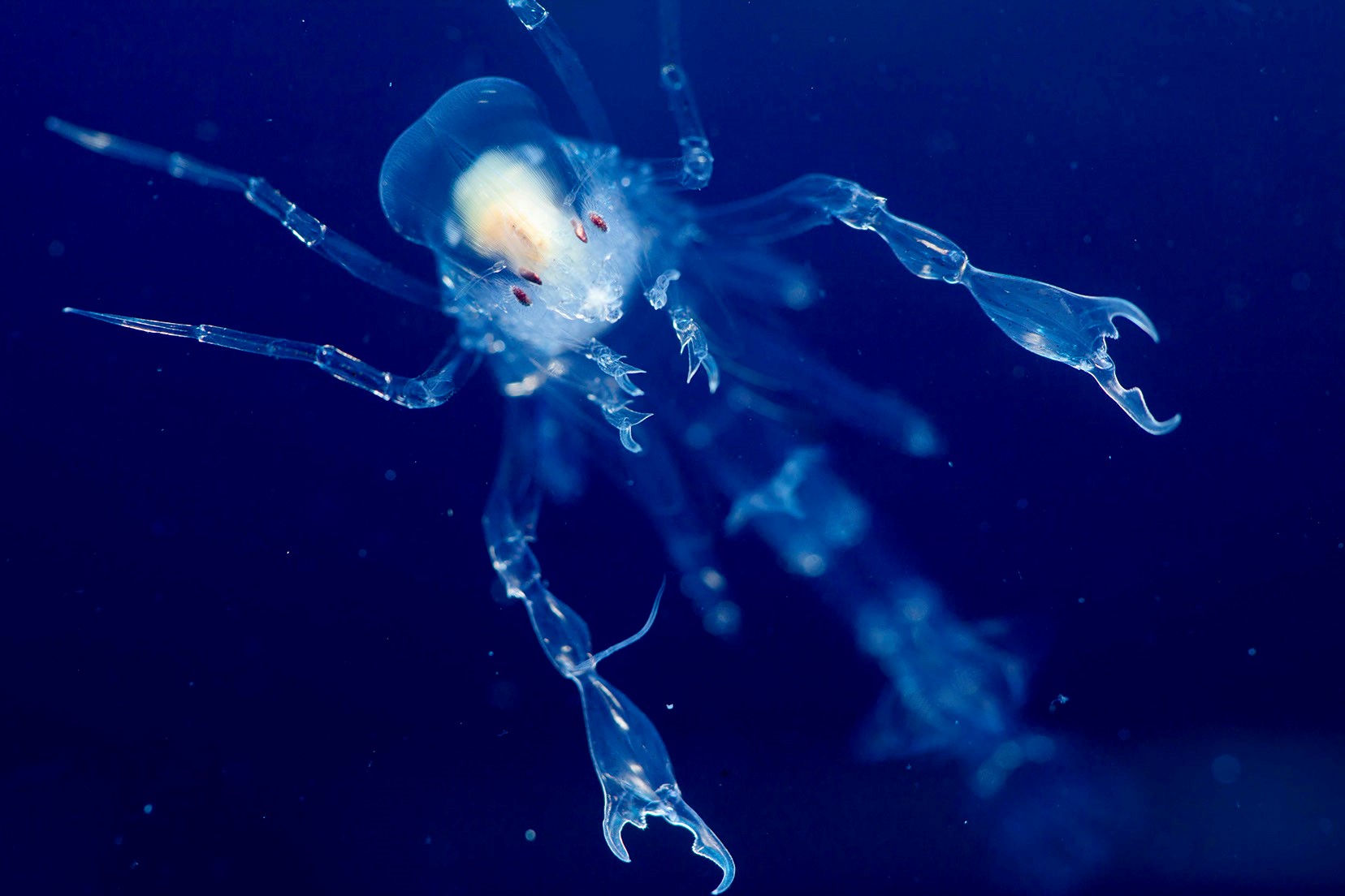 Фитопланктон в океане. Зоопланктон зоопланктон. Тихоокеанский планктон. Зоопланктон коловратки. Морской планктон.