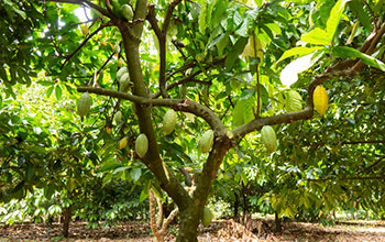 A pod rot called black pod spreads on cacao beans in excessive rain and humidity.