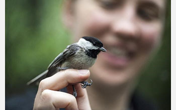 Chickadee sitting on a person's finger