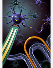 Nanowire devices can record intracellular signals without damaging a cell