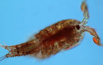 Copepod <em>Tigriopus californicus</em>