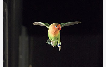 Lovebird during flight training in wind tunnel