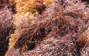 Red seaweed