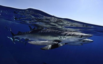 Blue sharks