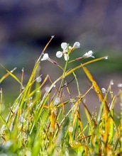 Wild radishes plants surrounded by diseased grasses.