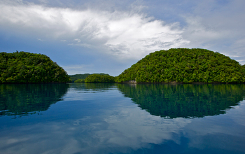 A Rock Islands of Palau canal surrounded by trees.