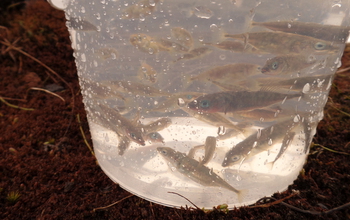 Threespine stickleback fish that were captured in a spring-fed freshwater lake.