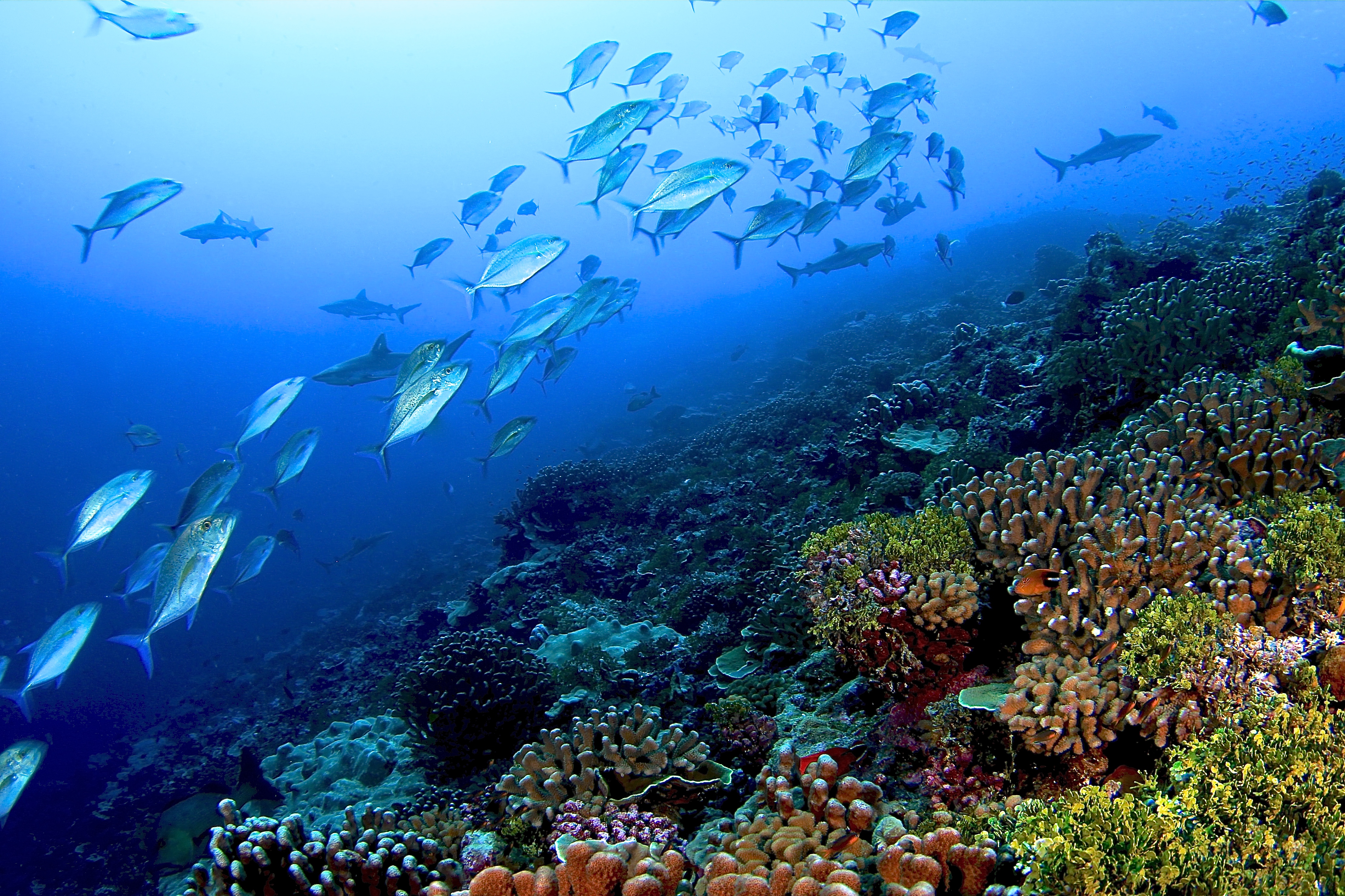 Зоны морского океана. Атлантический океан коралловый риф. Биогеоценоз кораллового рифа. Биогеоценоз Барьерный риф. Морские экосистемы.