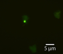 Photomicrograph of a microbe separated out from deep subseafloor sediment.