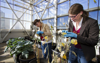 Researchers study plants in a greenhouse.