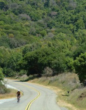 Biker with Infected oaks and tanoaks at China Camp State Park, Calif. in the background