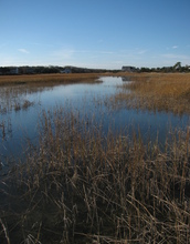 This good killifish habitat near New Bedford Harbor is relatively devoid of chemical pollution.