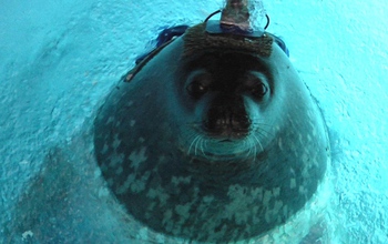 seal