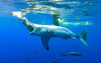 Great white shark