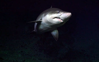 Shark swimming around the Mid-Atlantic Ridge