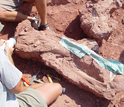 Excavation of Shingopana songwensis showing ribs, other bones being prepared for plaster-jacketing.