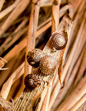 Native Hawaiian land snails <em>Endodonta christenseni</em>