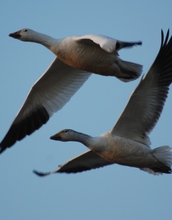 Two snow geese flying