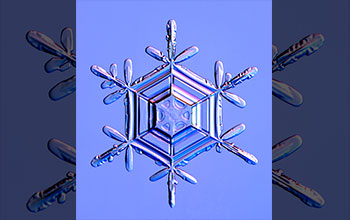 A stellar dendrite snow crystal