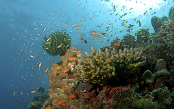 The interaction between coral reef fisheries and human health is a new CNH award topic.