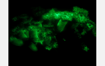 A fluorescent coral under fluorescent light