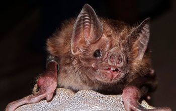 Close-up of a vampire bat, named for its meals of blood.