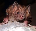 Close-up of a vampire bat, named for its meals of blood.