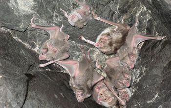A colony of vampire bats. Scientists are discovering new links between vampire bats and rabies.