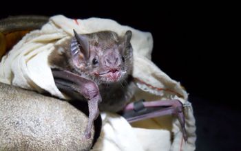 A vampire bat, shown here with researcher and glove, must be handled very carefully.