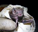 A vampire bat, shown here with researcher and glove, must be handled very carefully.