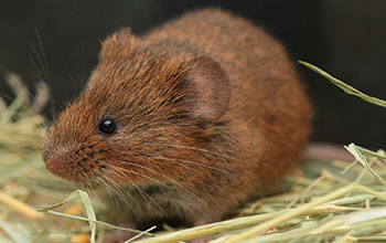 Taiwan vole