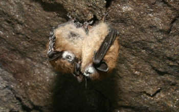 Two little brown bats with white-nose syndrome.