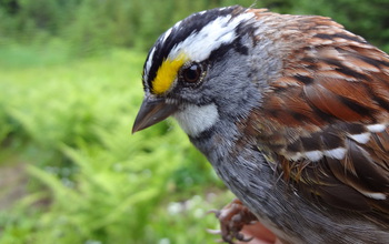 A white-throated sparrow