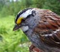 A white-throated sparrow