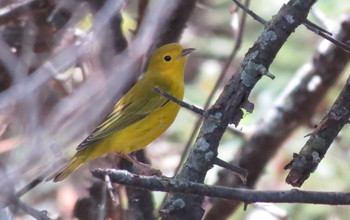 Yellow warblers are known for their long-distance migrant breeding in much of North America.