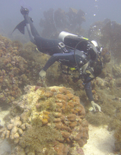 Researcher diving to study hurricane-affected reef in St. John, U.S. Virgin Islands.