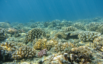 Corals at the outer reef at the NSF Mo'orea LTER site.