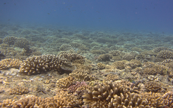 Branching corals on the shallow Mo'orea outer reefs.