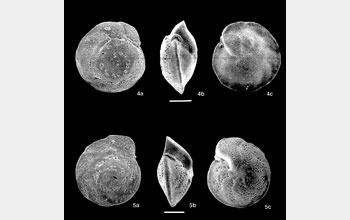 Photomicrographs of foraminifera.