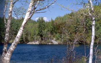 Northeastern lakes were once a witches' brew of acidifying waters that killed fish and birds.