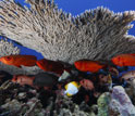 Photo of coral reef and fish