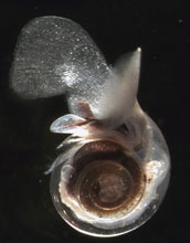 floating marine snail