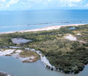 Organisms in estuaries, where rivers meet the seas, are affected by ocean acidification.