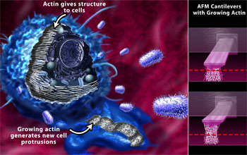 An immune cell known as a macrophage pursues bacteria.