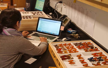 Researcher entering data for the butterflies and moths at the Florida Museum of Natural History.