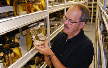 scientist Larry Page in the fish collection at the Florida Museum of Natural History.