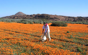 a researcher collecting insects in the field.